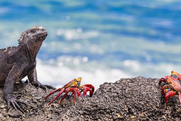 Marine Iguanas are just one of the many species awaiting in the Galapagos Islands