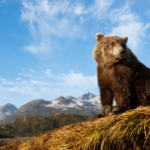 Alaskan Wildlife is the main attraction for cruisers