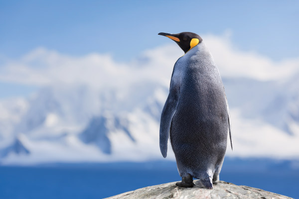  Penguin in the Antarctic