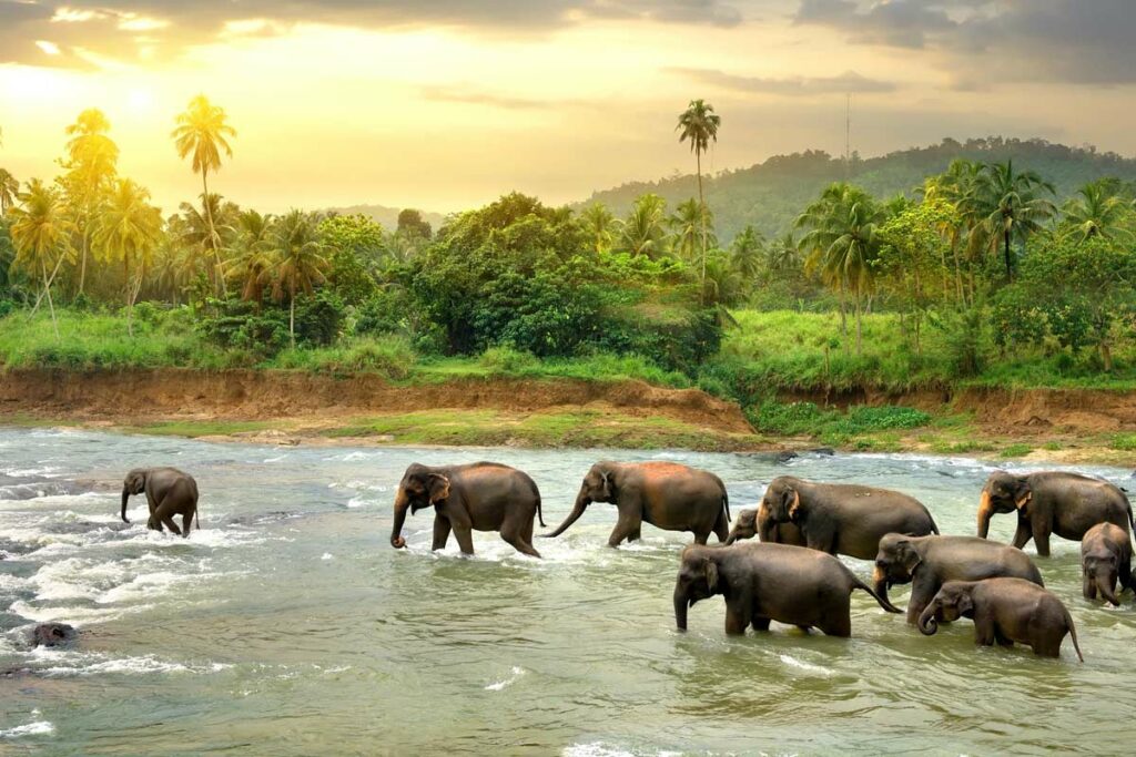 elephant river nature wildlife animal water tropic jungle sri lanka