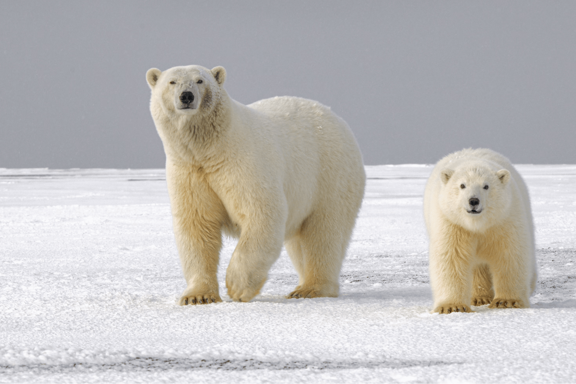  Polar bears walking on the white snow